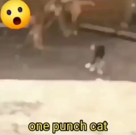 Punch Cat - https://t.co/ASTUjySSap