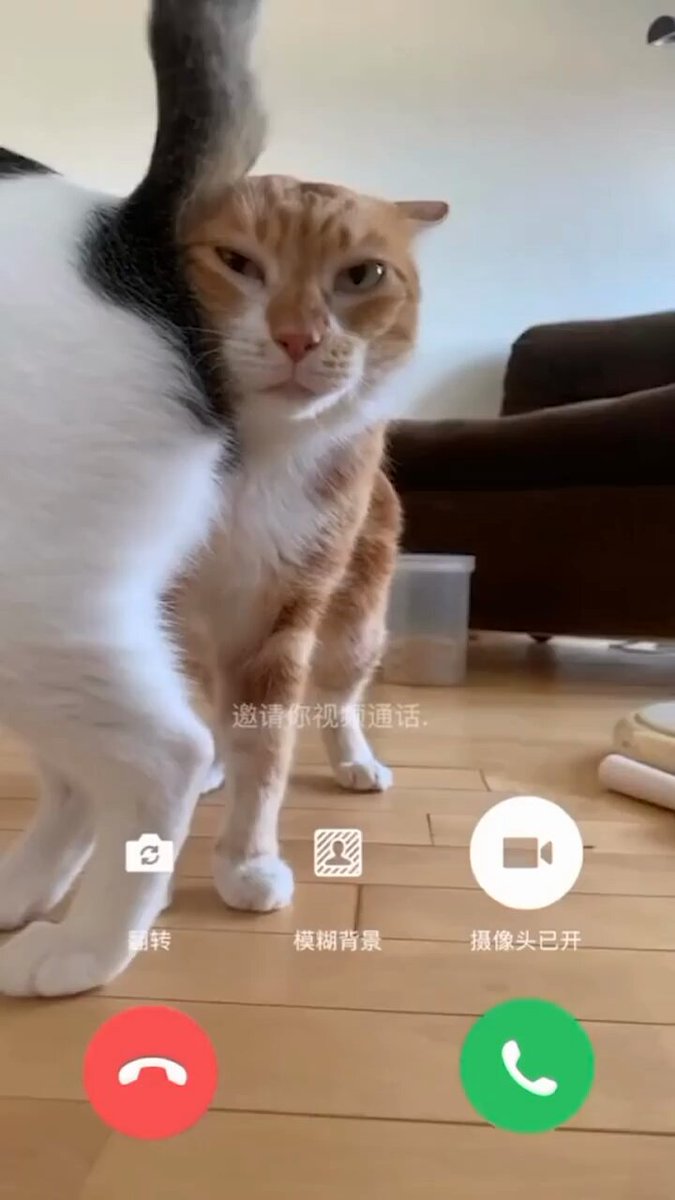 Punch Cat - https://t.co/BKceOAJLqc