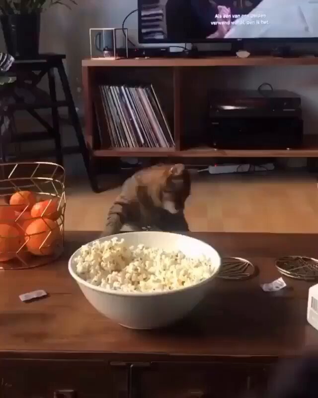 Punch Cat - https://t.co/s05aIm6AAc