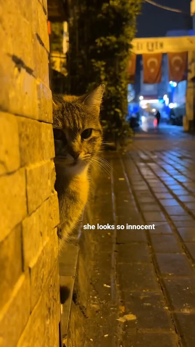 Punch Cat - https://t.co/66HI6FV4JS