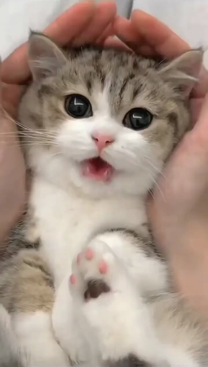 Punch Cat - https://t.co/uT2eJfJrzZ