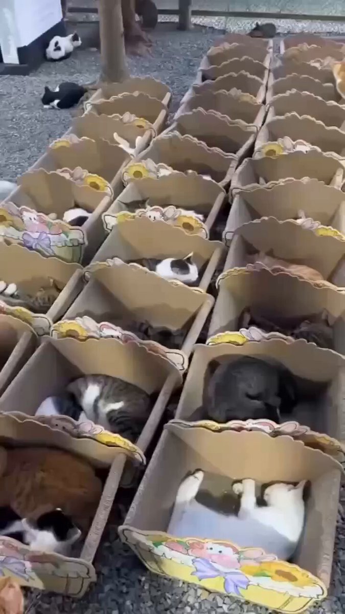 CAT LOVERS - https://t.co/SP27AXIx5z