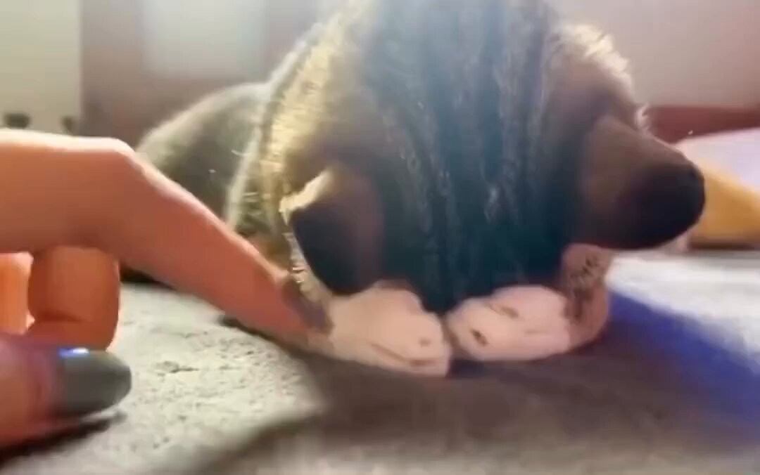 CAT LOVERS - https://t.co/y3Hs2vO9dd