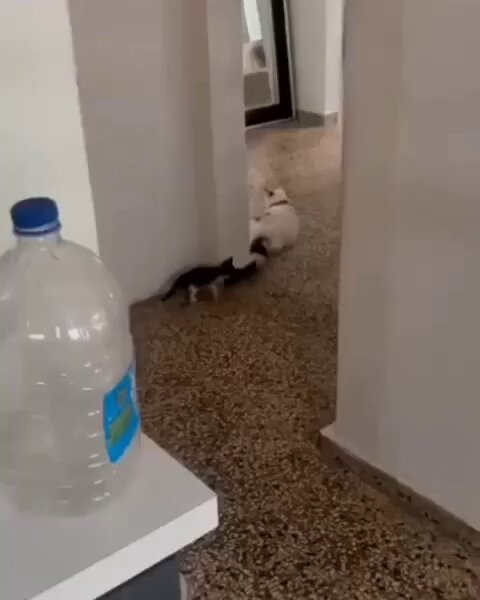 Punch Cat - https://t.co/0wcxZNS8p5