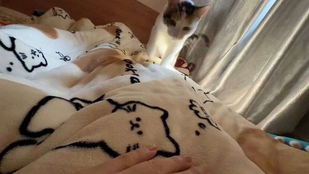 CAT LOVERS - https://t.co/0PYZIynJA5