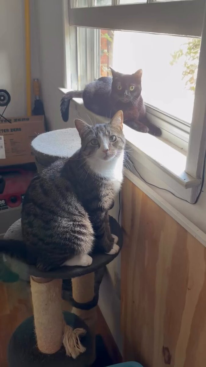 CAT LOVERS - https://t.co/KJDeLVSgRg