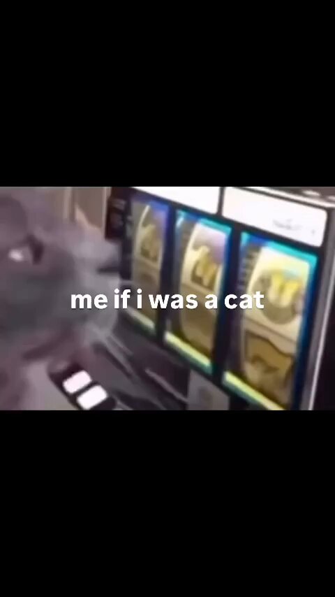 Punch Cat - https://t.co/0qOgRL82yE