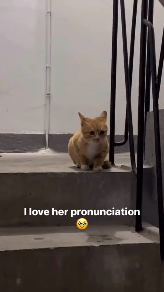 Punch Cat - https://t.co/UnIXBIYEQA