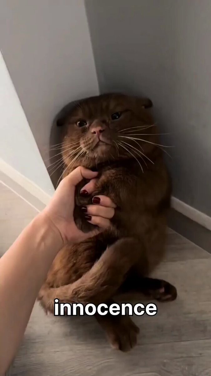 Punch Cat - https://t.co/0Yl0ksnboZ