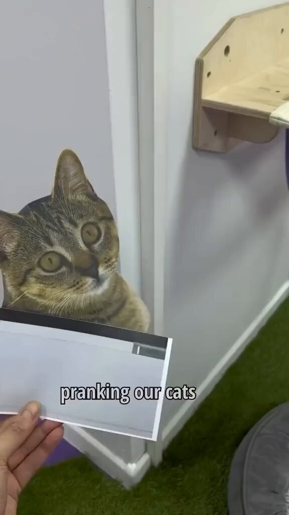 Punch Cat - https://t.co/BFD5poDeWS