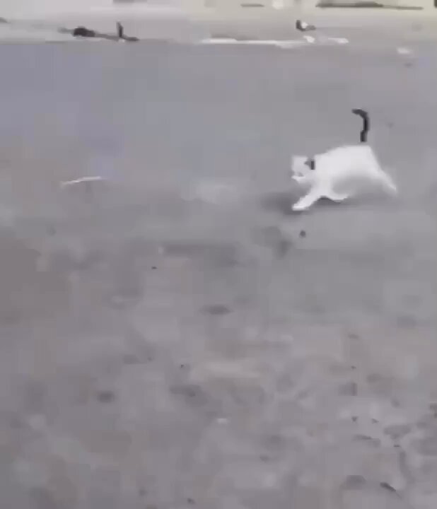 Punch Cat - https://t.co/PG6uLSQpSI