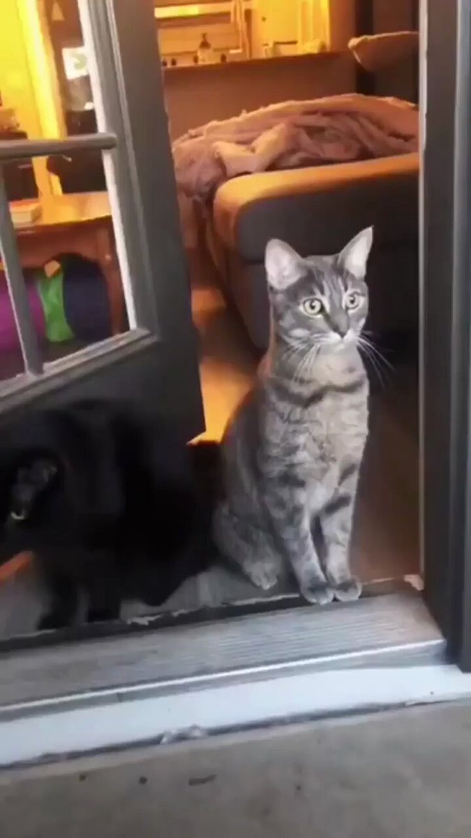Punch Cat - https://t.co/aeYIDMrTqW
