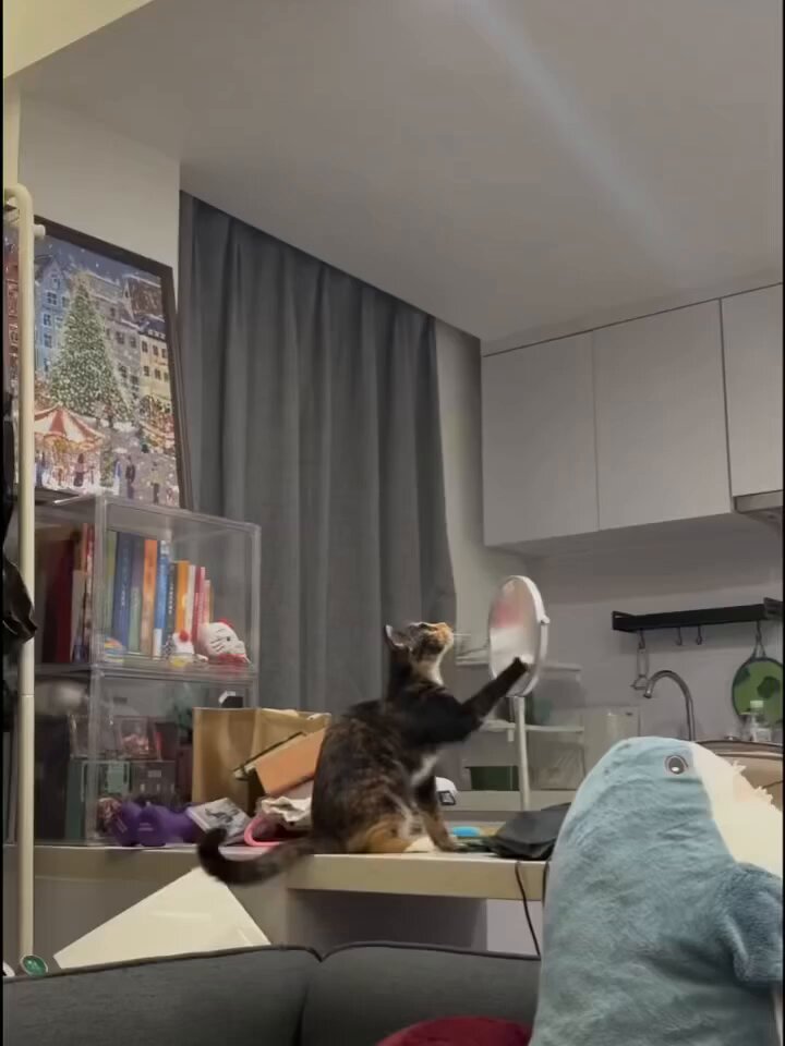 CAT LOVERS - https://t.co/QxS9Z0bH1y
