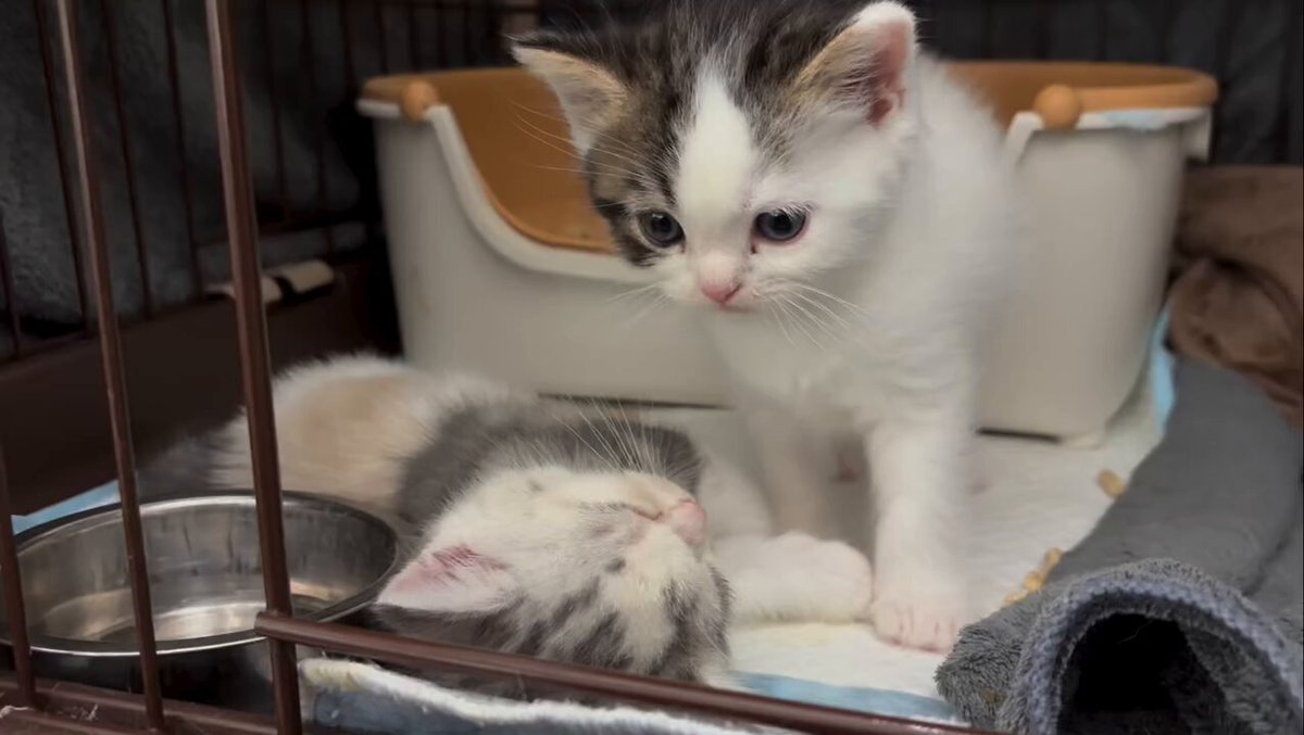 CAT LOVERS - https://t.co/uwnDgp5lXn