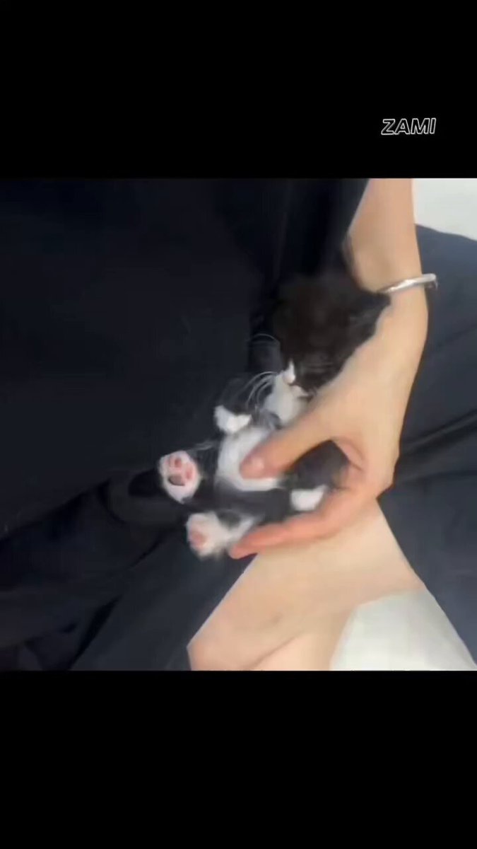 CAT LOVERS - https://t.co/dBwdIeAd4J