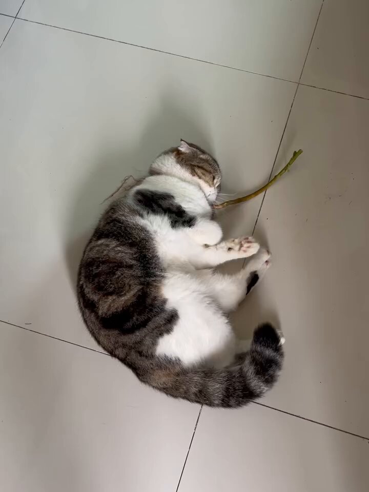 CAT LOVERS - https://t.co/24VqkjXrdw