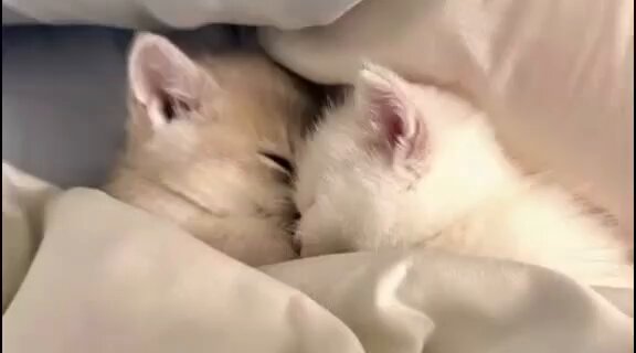 CAT LOVERS - https://t.co/0r9br8TA5L