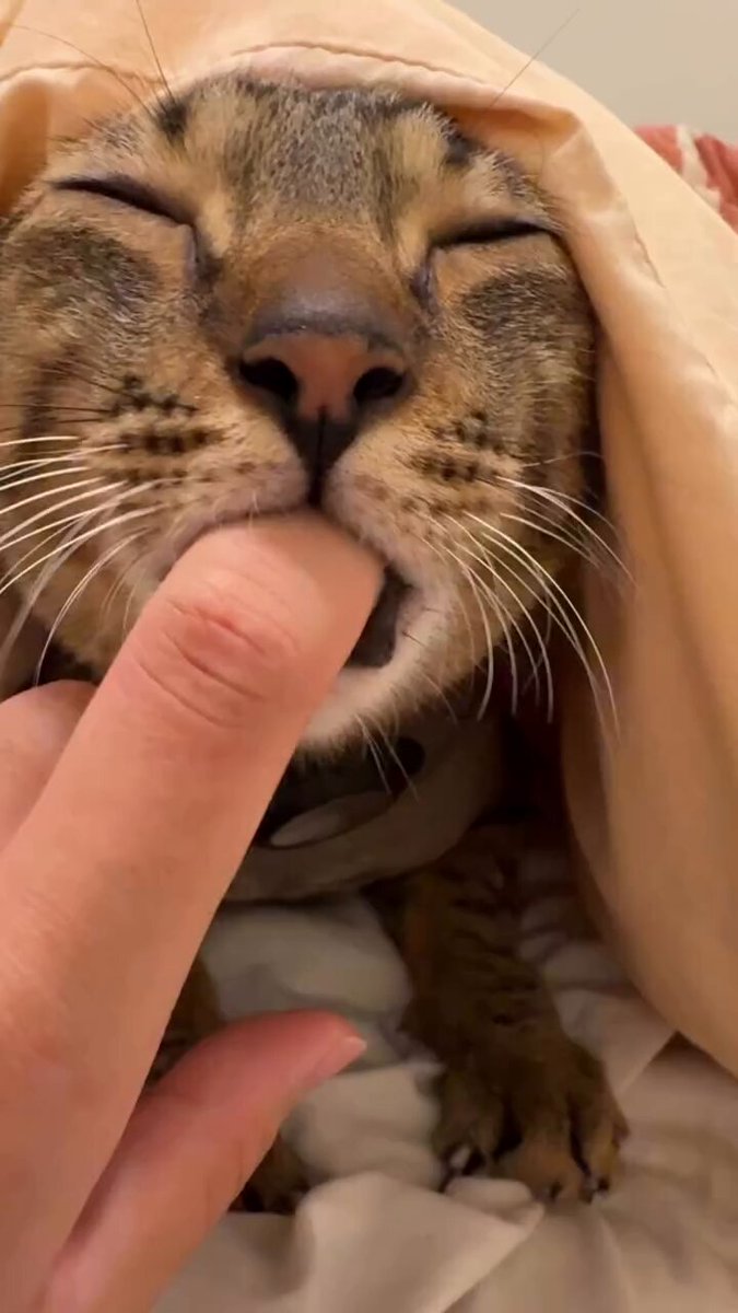 CAT LOVERS - https://t.co/mVsvEI9urj