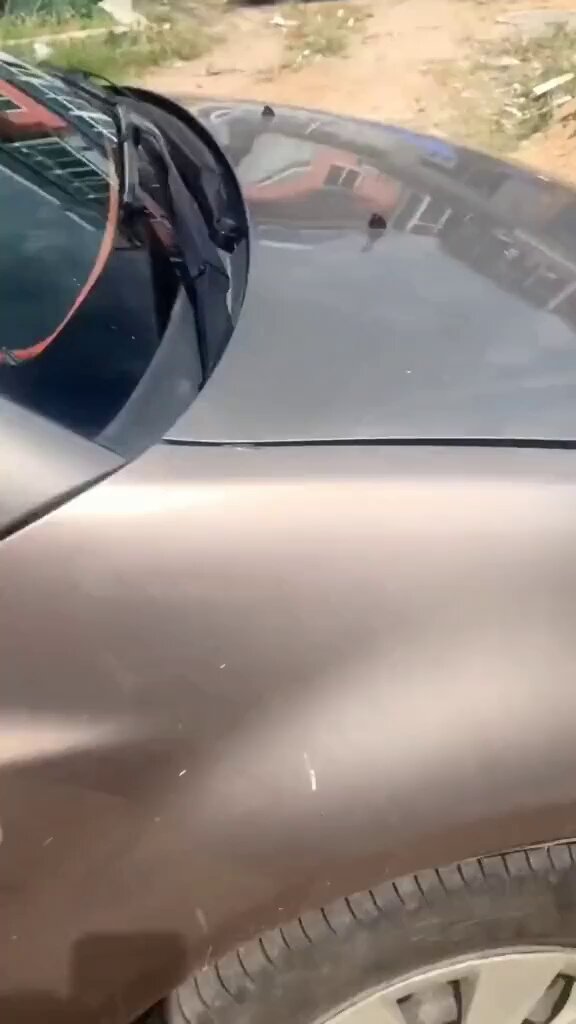 CAT LOVERS - Under the Hood Surprise 🐱