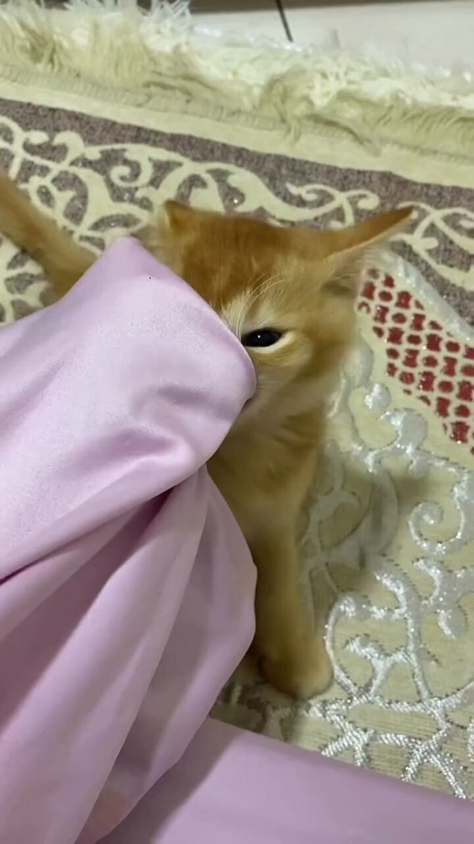 CAT LOVERS - https://t.co/gp3YZKS3AG