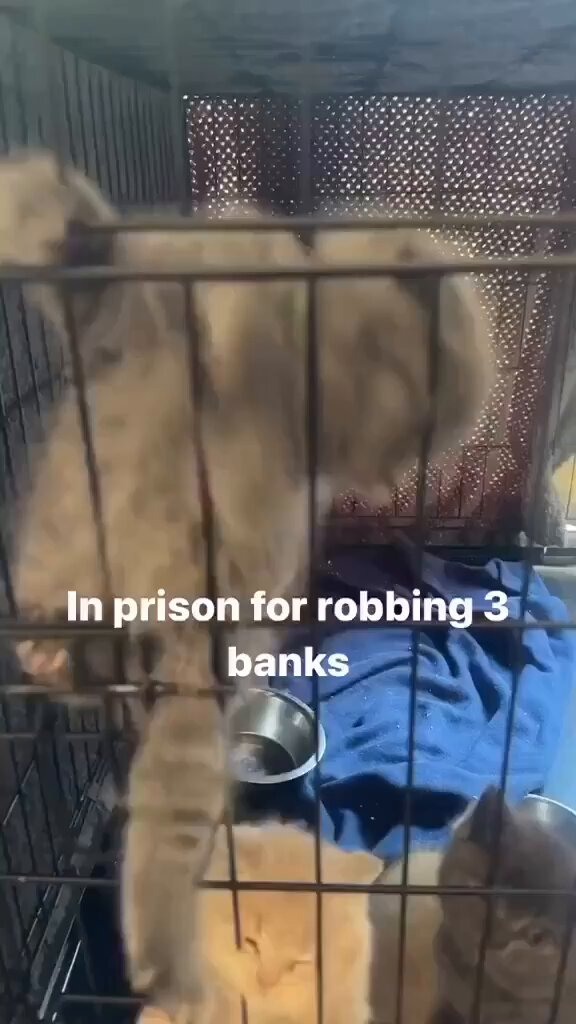 Punch Cat - https://t.co/wHaMwSPN3L