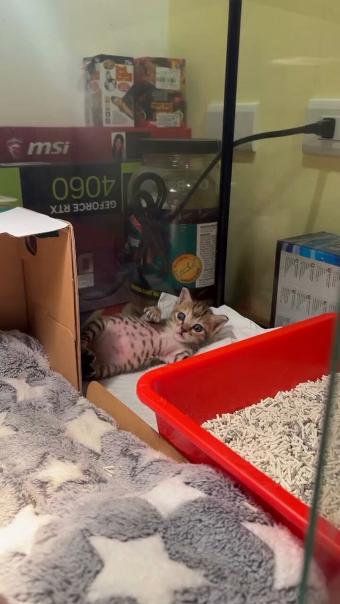 CAT LOVERS - Would anyone like to adopt this adorable little girl? ❤️
