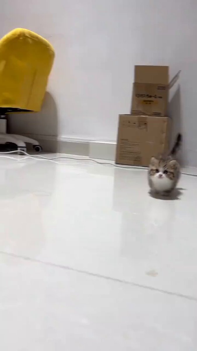 CAT LOVERS - https://t.co/AONwtjJqCO