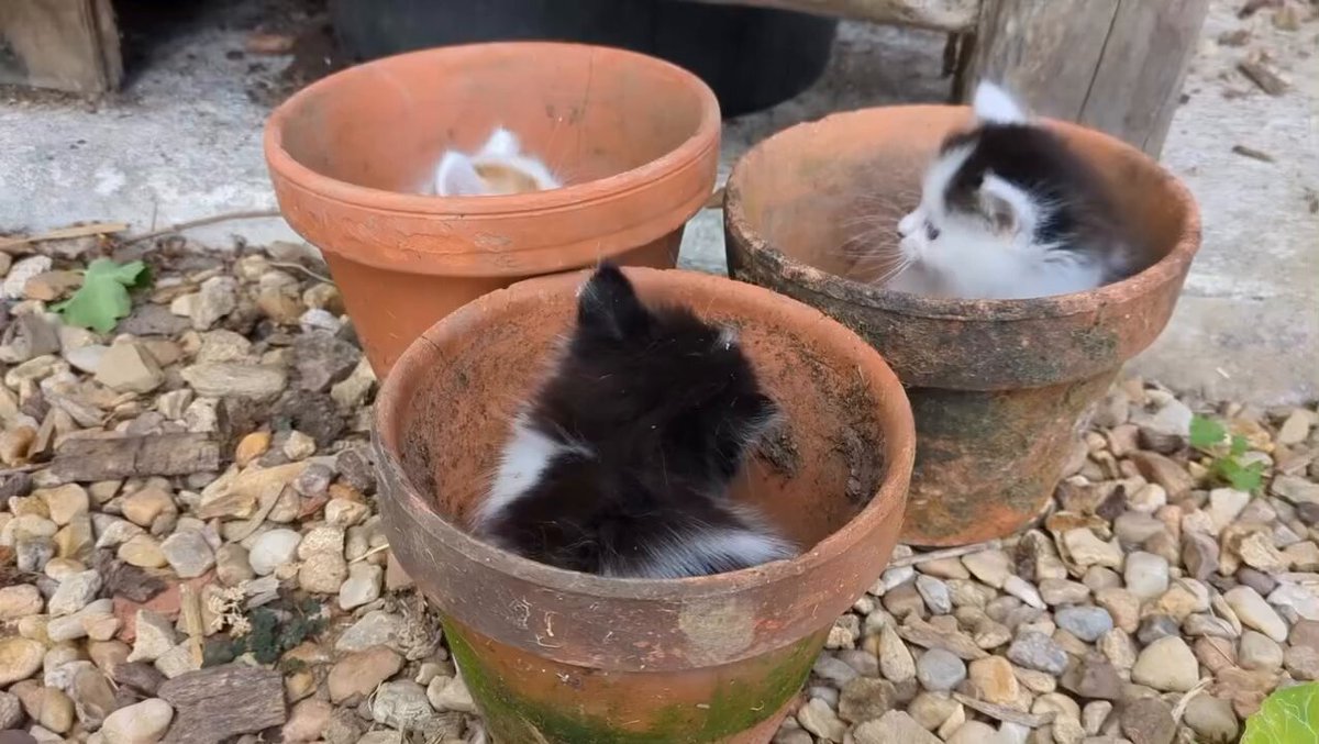 CAT LOVERS - https://t.co/YDkpZaVH7H
