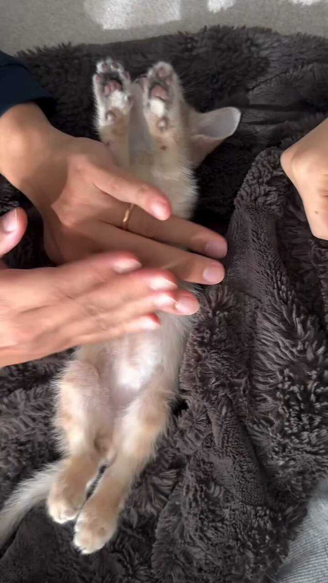 CAT LOVERS - https://t.co/dySrIwBLEY