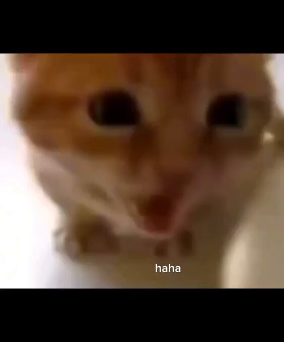 Punch Cat - https://t.co/NGpgH4yFpS