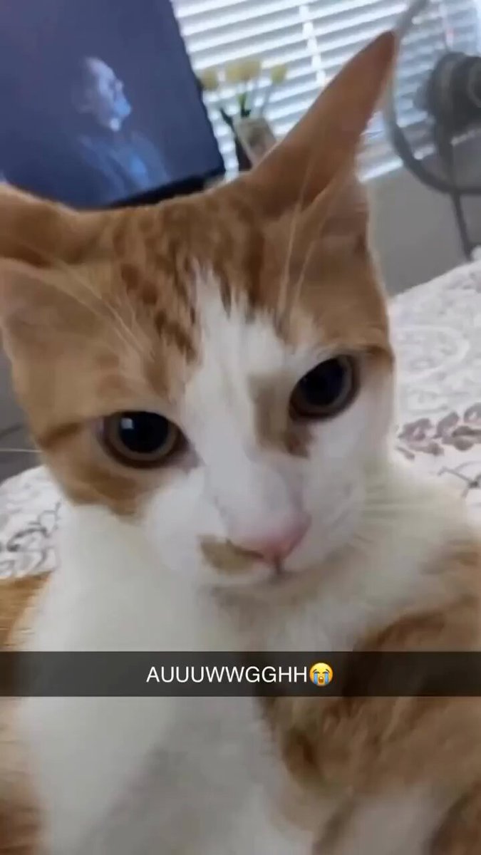 Punch Cat - https://t.co/CC1XLZznkT