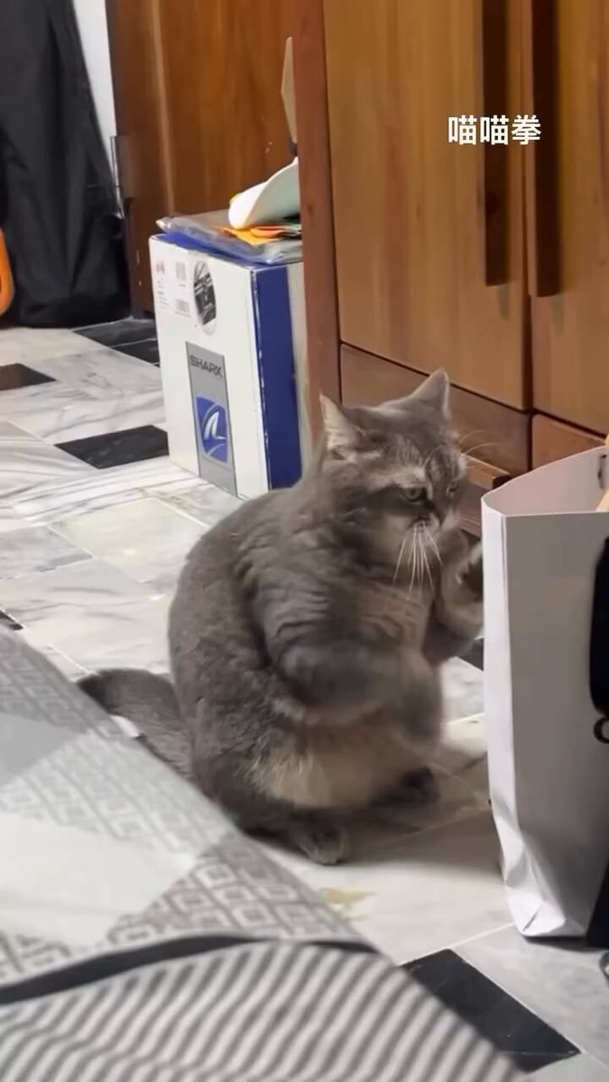 CAT LOVERS - https://t.co/un7RsuGfz0