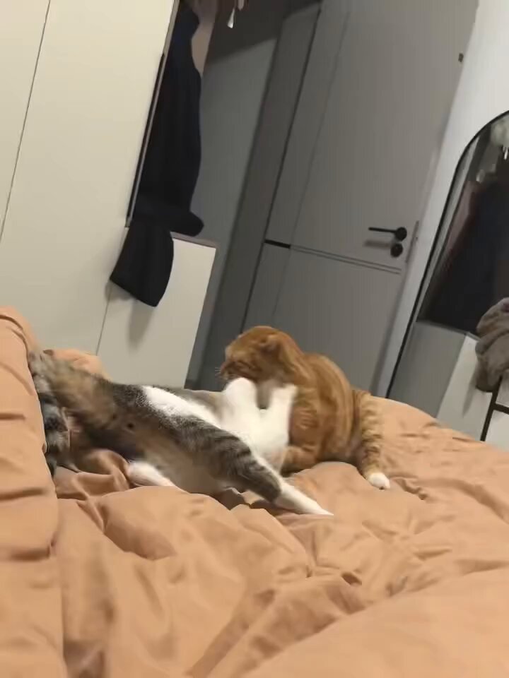 CAT LOVERS - https://t.co/A5Sd9tuWyB