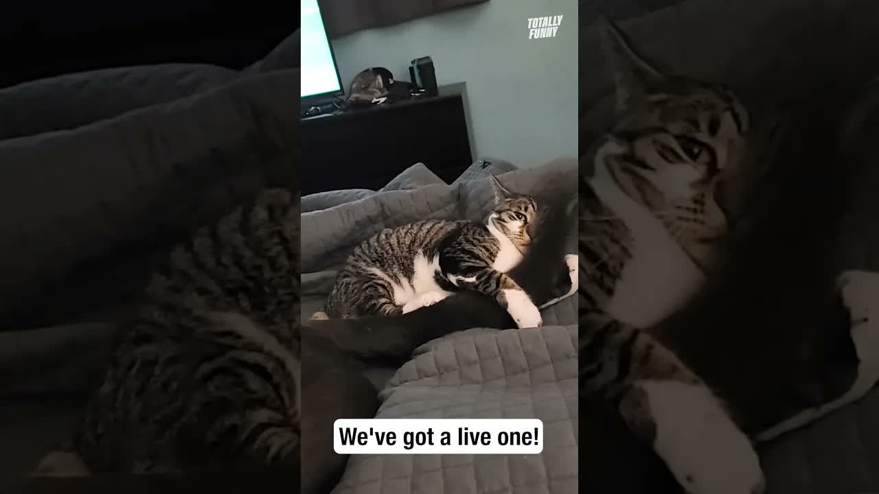 Cat holds onto its catch for. dear life 😆 #shorts #funny