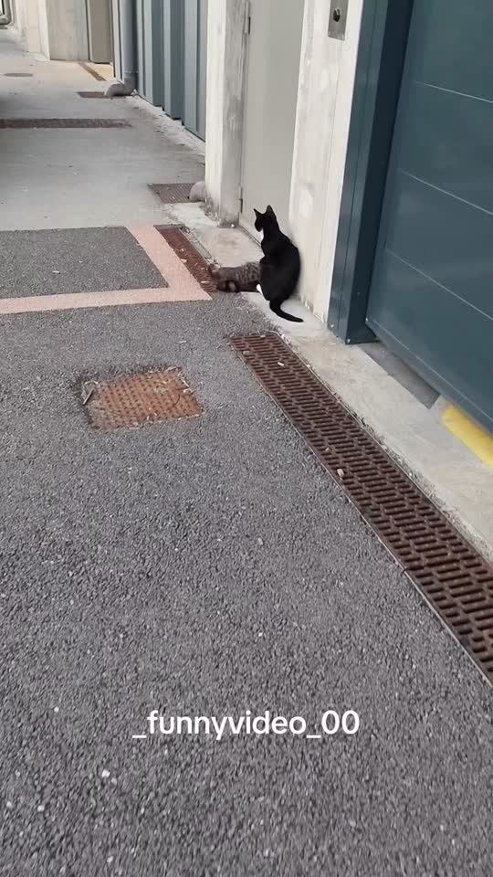 #cat #viral #catsoftiktok #funnycat #info 
