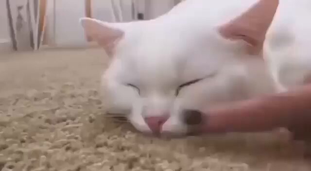 Punch Cat - https://t.co/e763W5mrao