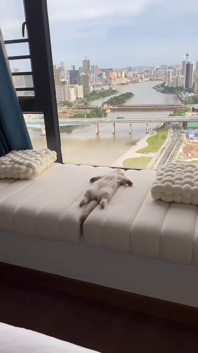 CAT LOVERS - https://t.co/ogEc4o7c5j