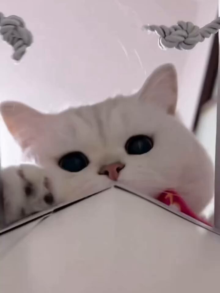 CAT LOVERS - https://t.co/yZxLVGzwjk