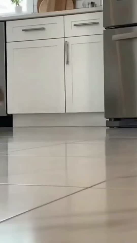 #cat #cats #stupidcat #funnycat #viral 