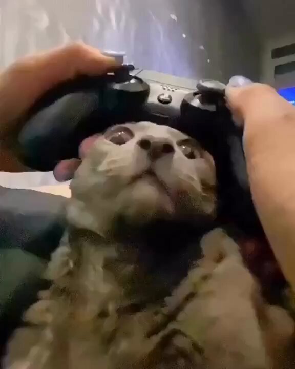 Punch Cat - https://t.co/o1dHe4PQ36