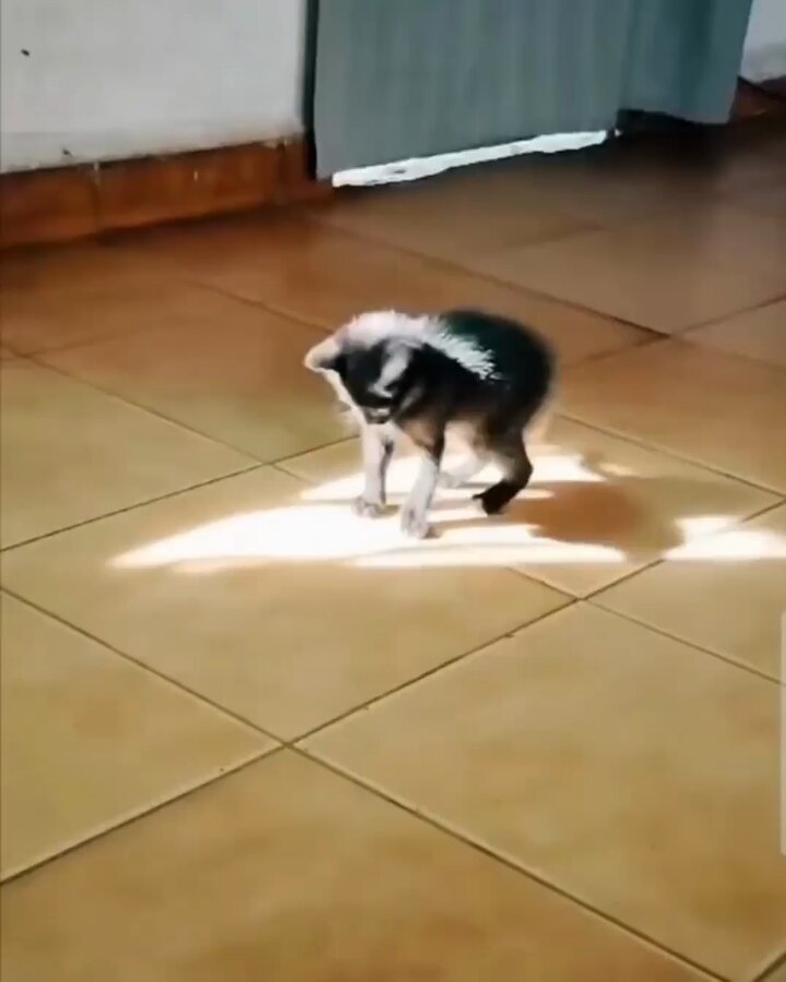 Punch Cat - https://t.co/vJ2VlGUAlQ