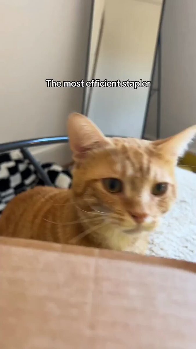 Punch Cat - https://t.co/e0rXVjT7Kv