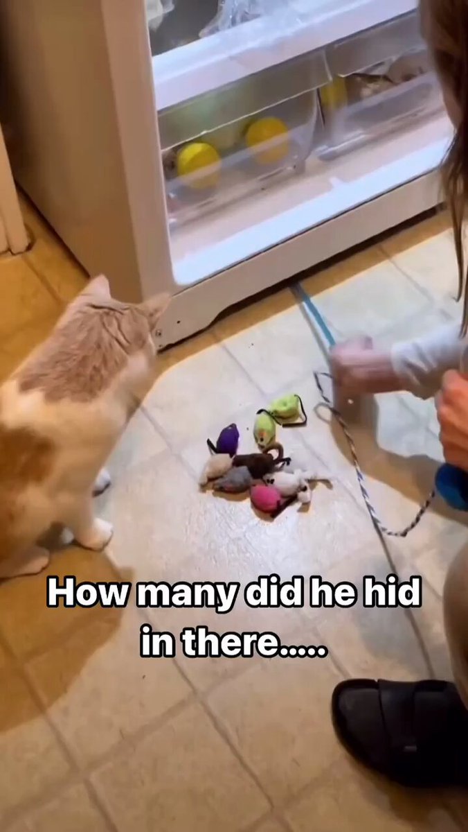 Punch Cat - https://t.co/HJiBeGhawT
