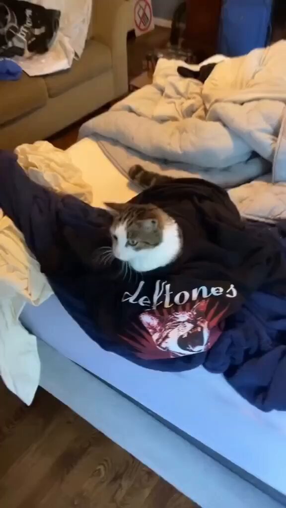 Punch Cat - https://t.co/f7wm8lLomW