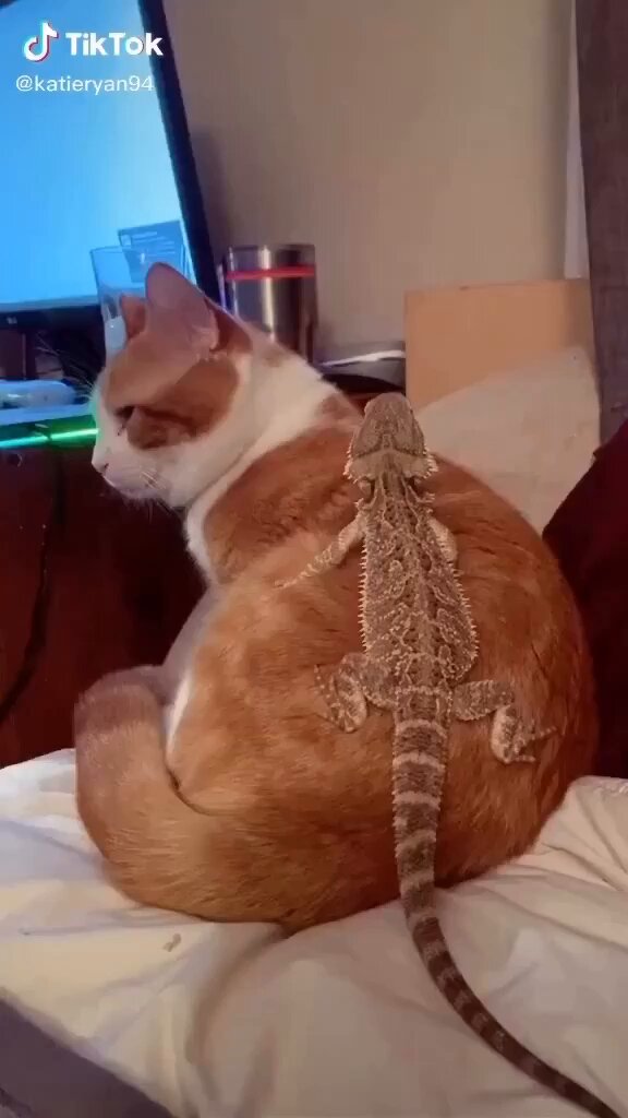 CAT LOVERS - https://t.co/TH5bLxrULe