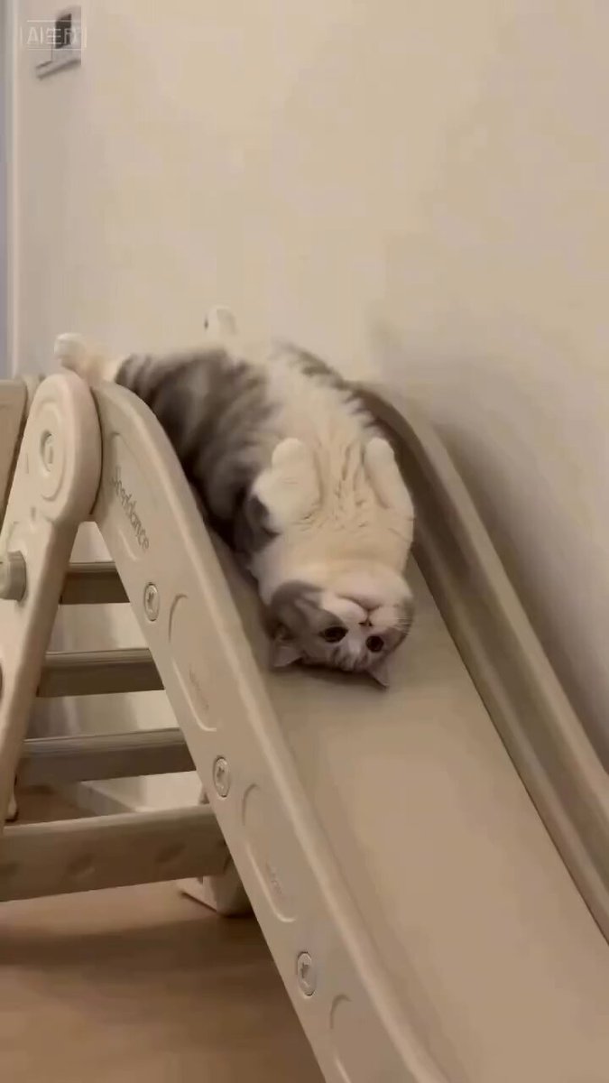 CAT LOVERS - https://t.co/SCWaHbTtNp
