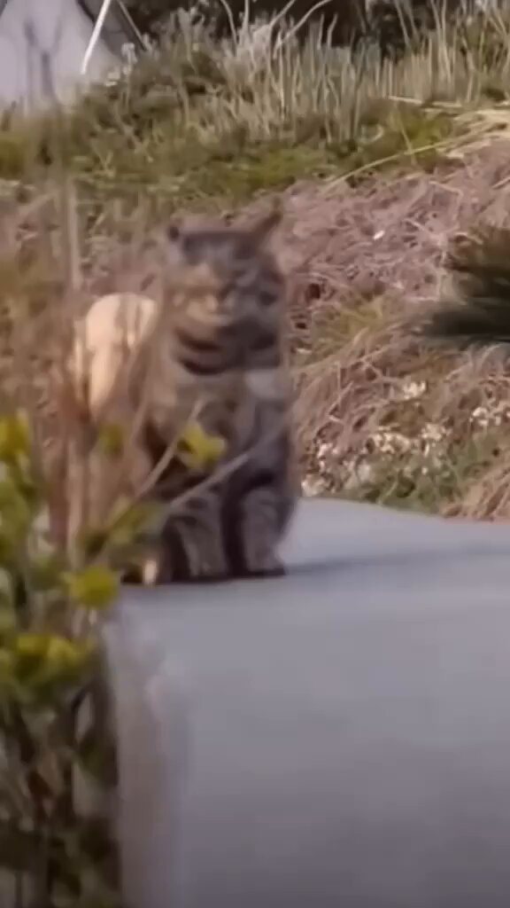 Punch Cat - https://t.co/NPpEPQa8Ky