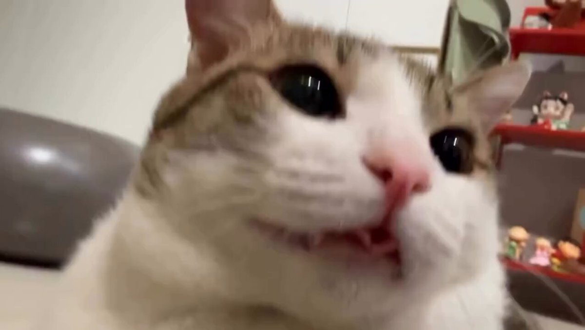 CAT LOVERS - https://t.co/EjKi96I30t