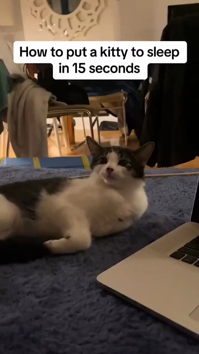 Punch Cat - https://t.co/ZpM5s8msSy