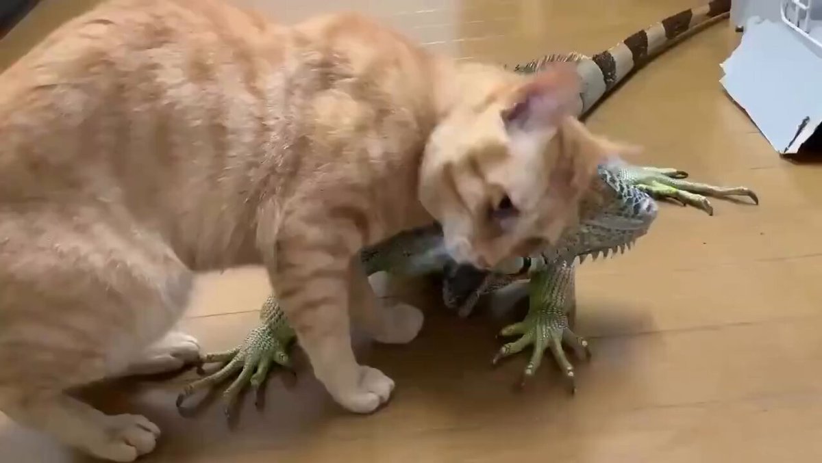 CAT LOVERS - https://t.co/JLzMHUeDZn